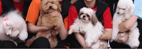 ファースト・ドッググルーミングスクール